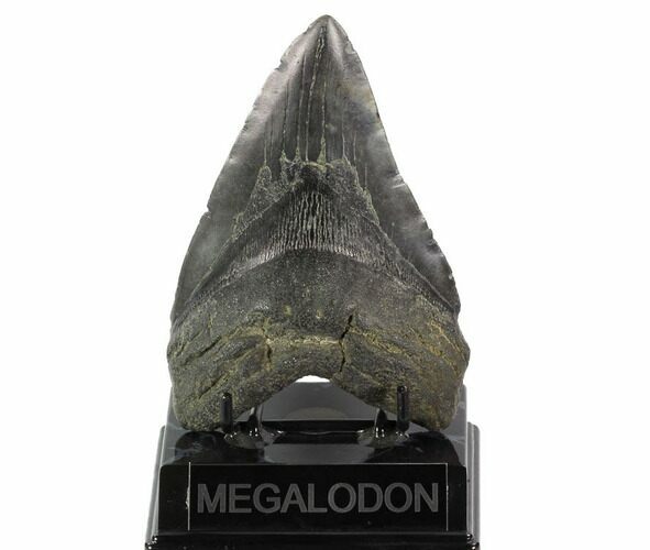 Fossil Megalodon Tooth - Georgia #121156
